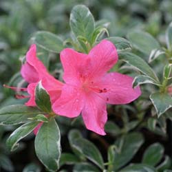 Azalea japonesa 'Salmon's Leap'